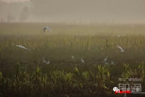 連日來，一群約有40只的白鷺棲息在邯鄲廣平縣東張孟鄉(xiāng)附近的一片玉米田地里。時而戲耍，時而自由自在地飛翔，它們描繪了一幅自然秀美的田園風(fēng)景。